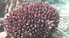 Acropora humilis