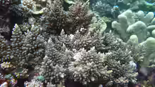 Acropora longicyathus