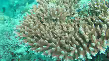 Acropora loripes