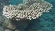 Acropora microclados