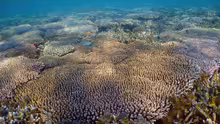 Acropora millepora