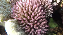 Acropora nana