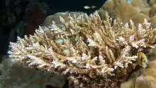 Acropora nasuta
