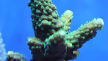 Acropora natalensis