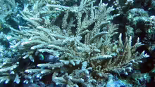 Acropora nobilis