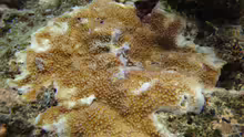 Acropora palmerae