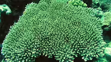 Acropora paniculata