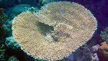 Acropora parapharaonis