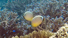Acropora parilis