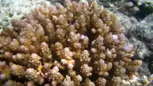 Acropora polystoma