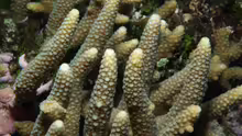 Acropora pulchra