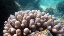 Acropora retusa