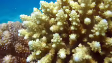 Acropora rosaria