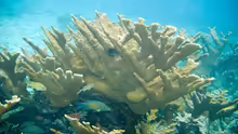 Acropora rufa
