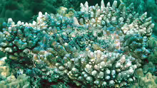 Acropora samoensis