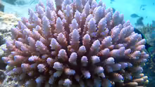 Acropora sarmentosa