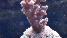 Acropora spec. 27.02.2011