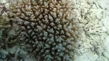 Acropora squarrosa