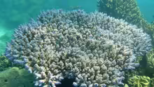 Acropora valida