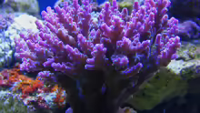 Acropora valida