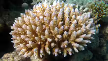 Acropora vermiculata