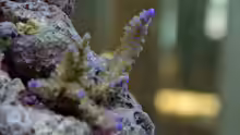 Acropora