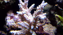 Acropora