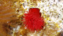 Actinia equina