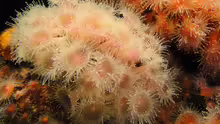 Actinia fragacea