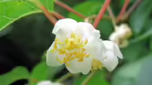 Actinidia polygama