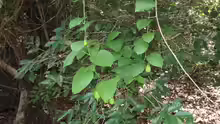 Adenia heterophylla