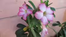 Adenium baobab