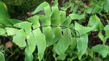 Adiantum peruvianum