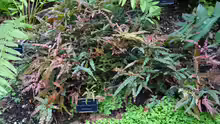 Adiantum pubescens
