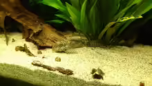 Hypancistrus sp. "L 66"