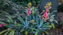 Aechmea chantinii