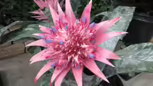 Aechmea primera