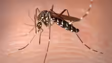 Aedes albopictus