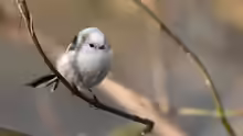 Aegithalos caudatus