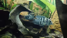 Aequidens pulcher