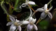 Aerangis fastuosa