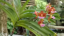 Aerides flabellata