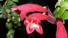 Aeschynanthus rasta