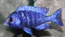 Afrikas Lake Malawi mit dem, Placidochromis lupingu 