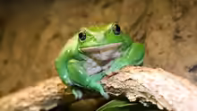 Agalychnis dacnicolor