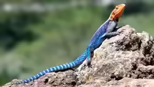 Agama lionotus