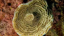Agaricia fragilis