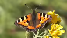 Aglais urticae