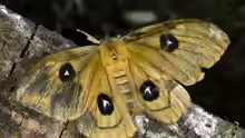 Aglia tau