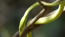 Ahaetulla nasuta